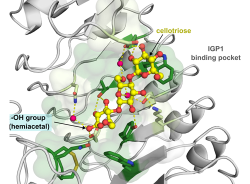 How Plants Detect Invaders: Glycan Recognition by a Sentinel Immune Receptor © UNIL