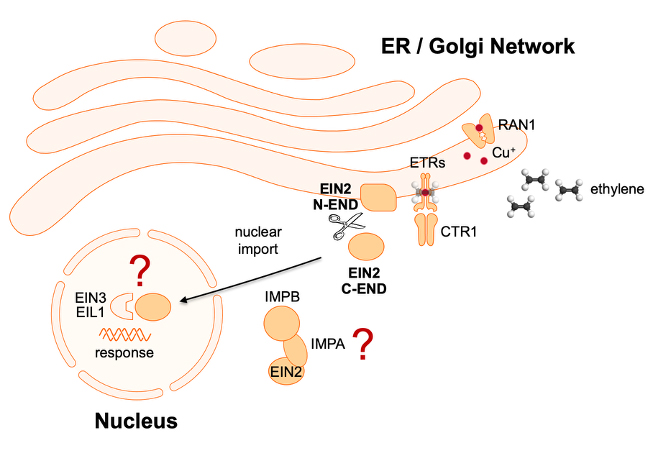 Illustration ER/ Golgi network © Georg Groth