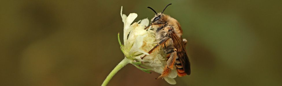 Photo d'une abeille sauvage sur une fleur © D.Michez
