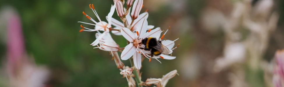 © Jérémie Pratviel (AMAP, CNRS) - photo de bourdon, Bombus terrestris, sur une fleur d'Asphodèle (Asphodelus albus)