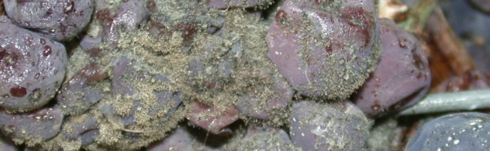 Photo de Botrytis cinerea sur raisin © Walker Anne-sophie, INRAE