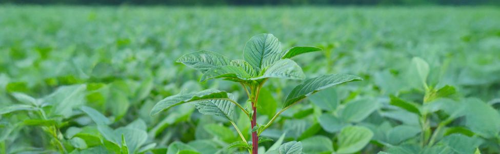 Photo de Amaranthus tuberculatus © Rozenn Pineau