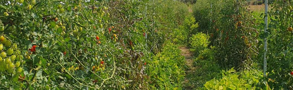 Production de tomates © T.Guillemaud