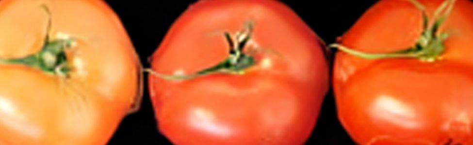 Photo de tomates © Georg Groth