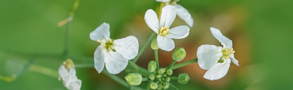 Photo d'arabette des dames © Adobestock