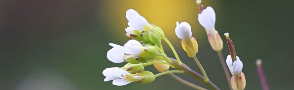 Photo d'Arabidopsis thaliana, © Adobe stock