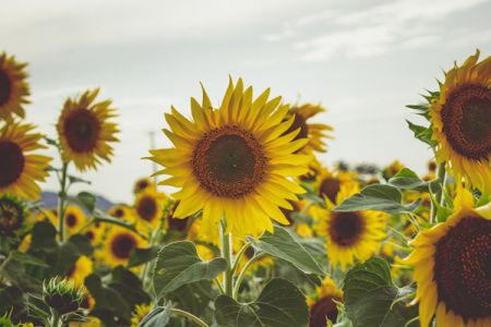 Champ de tounesol © jeswin, freepik