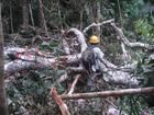 Forêt tropicale