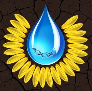 Sunflower cover