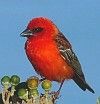 Vignette bird