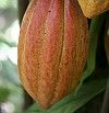 vignette feve cacao