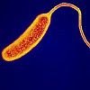 vignette bacteria