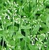 vignette medicago