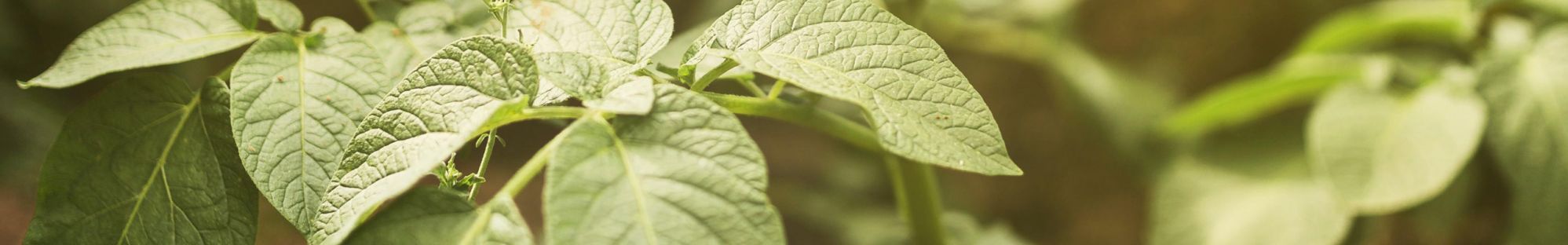 Plant de soja © Freepik