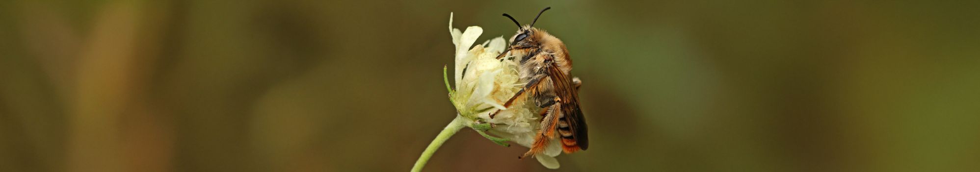 Photo d'une abeille sauvage sur une fleur © D.Michez