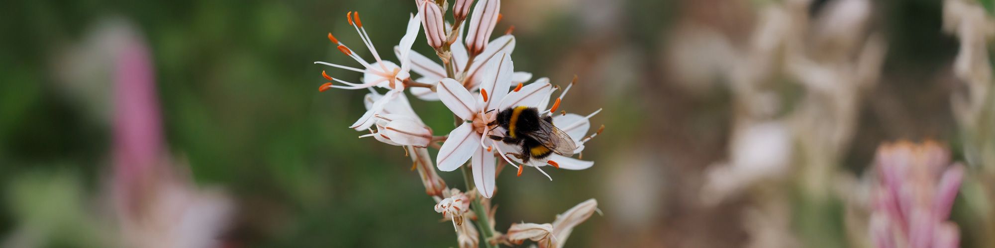 © Jérémie Pratviel (AMAP, CNRS) - photo de bourdon, Bombus terrestris, sur une fleur d'Asphodèle (Asphodelus albus)