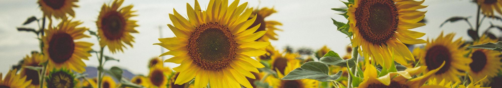 Champ de tournesol © jeswin, Freepik