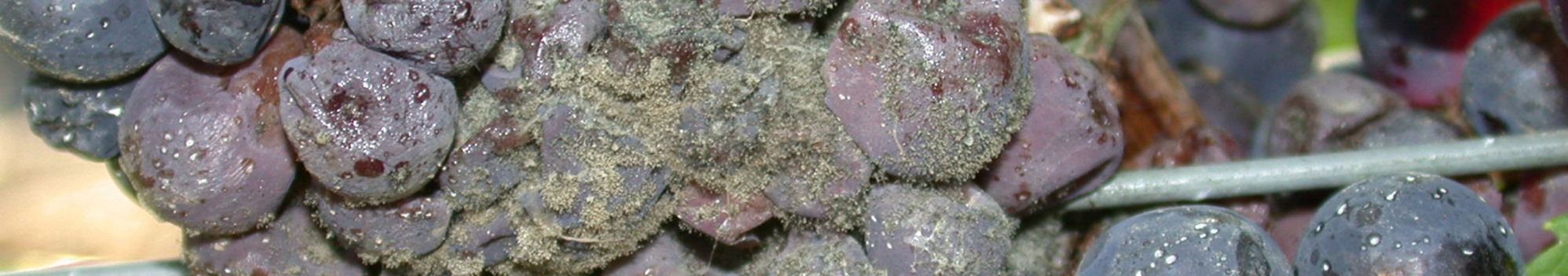 Photo de Botrytis cinerea sur raisin © Walker Anne-sophie, INRAE