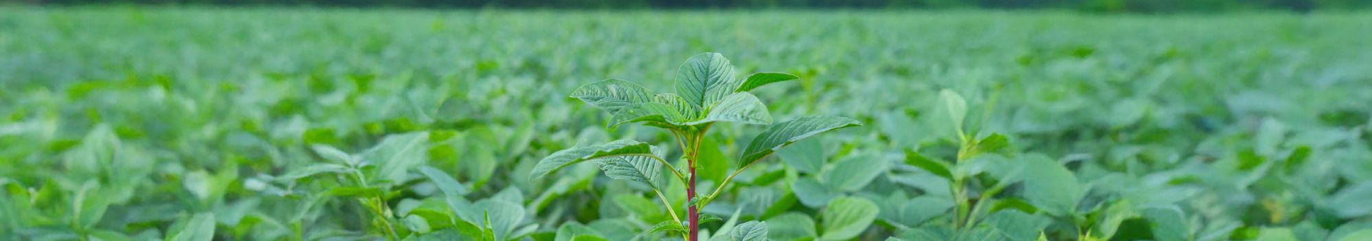 Photo de Amaranthus tuberculatus © Rozenn Pineau