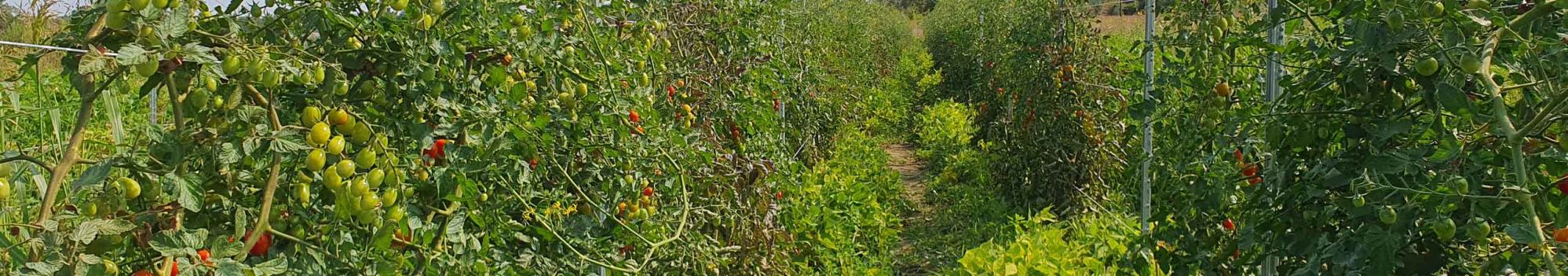 Production de tomates © T.Guillemaud