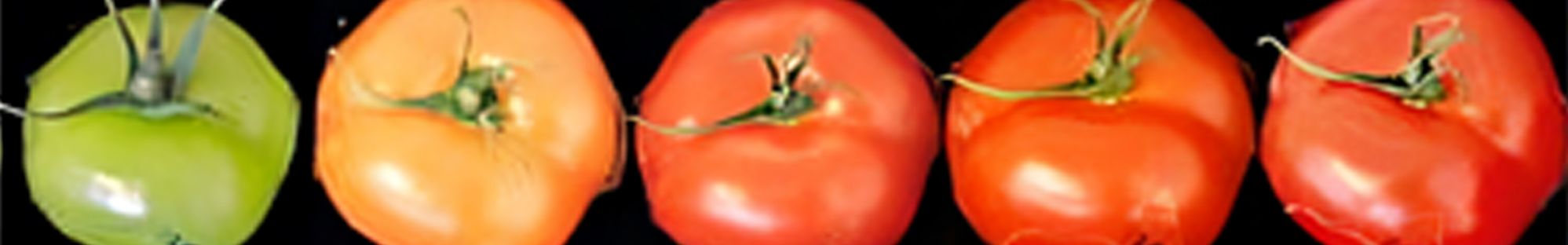 Photo de tomates © Georg Groth
