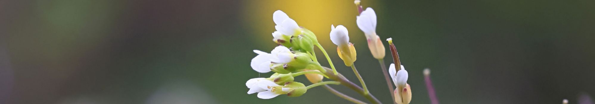 Photo d'Arabidopsis thaliana, © Adobe stock