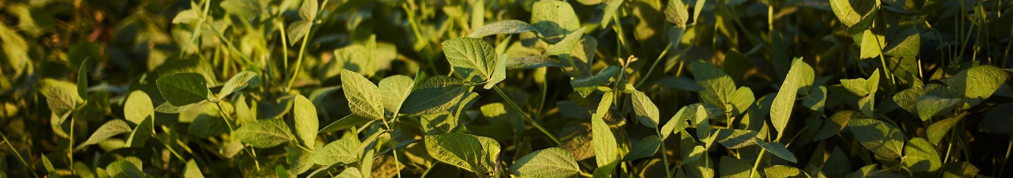Photo de plant de soja © wirestock, Freepik