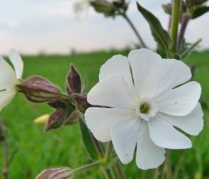 Silene latifolia