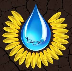 Sunflower cover