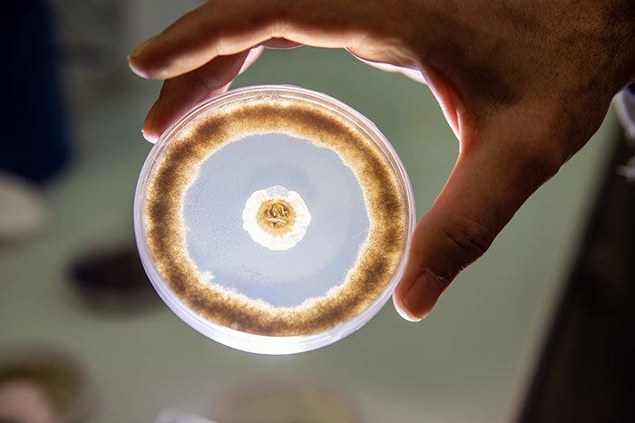 Souche bactérienne libérant des composés antifongiques en confrontation avec Botrytis cinerea, champignon phytopathogène. © Frédéric Maligne / LRSV / CNRS Photothèque