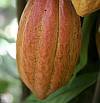 vignette feve cacao