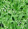 vignette medicago
