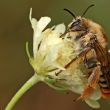 Photo d'une abeille sauvage sur une fleur © D.Michez