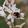 © Jérémie Pratviel (AMAP, CNRS) - photo de bourdon, Bombus terrestris, sur une fleur d'Asphodèle (Asphodelus albus)