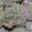 Photo de Botrytis cinerea sur raisin © Walker Anne-sophie, INRAE