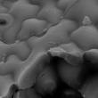 Cell Wall
