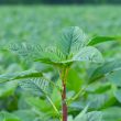 Photo de Amaranthus tuberculatus © Rozenn Pineau