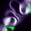Stomates et cuticule. Blanc: Paroi primaire, Vert: Cuticule © Robertas Ursache