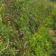 Production de tomates © T.Guillemaud