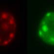 microscopie fluorescence