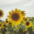 Champ de tounesol © jeswin, freepik