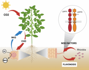 fig bichluu fig bichluu
