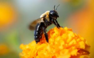 ©TERSKI - Pixabay ©TERSKI - Pixabay