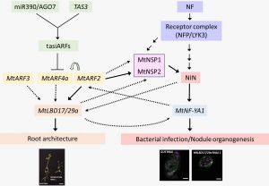 © New Phytol. 2024 Jun;242(6):2746-2762. doi: 10.1111/nph.19766. Epub 2024 Apr 26.PMID: 38666352