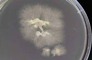 Pythium insidiosum - Dr. Chompoonek Yurayart