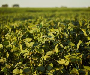 Photo de plant de soja © wirestock, Freepik