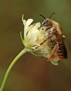 Photo d'une abeille sauvage sur une fleur © D.Michez
