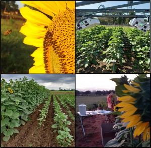 Plant de tournesol © N. Creux