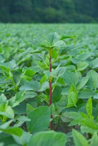 Photo d'une Amaranthus tuberculatus © Rozenn Pineau