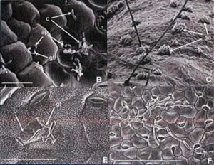 colonisation des tissus de la plante par les filaments infectieux du parasite; mais probl&egrave;me, je ne sais pas comment ne garder que C et F, et me d&eacute;barrasser de B et  E. - C. Torregrosa & C. Jacquet